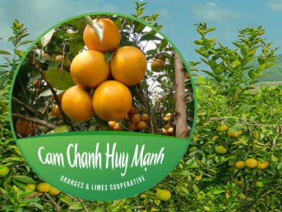 Cam Chanh Huy Mạnh